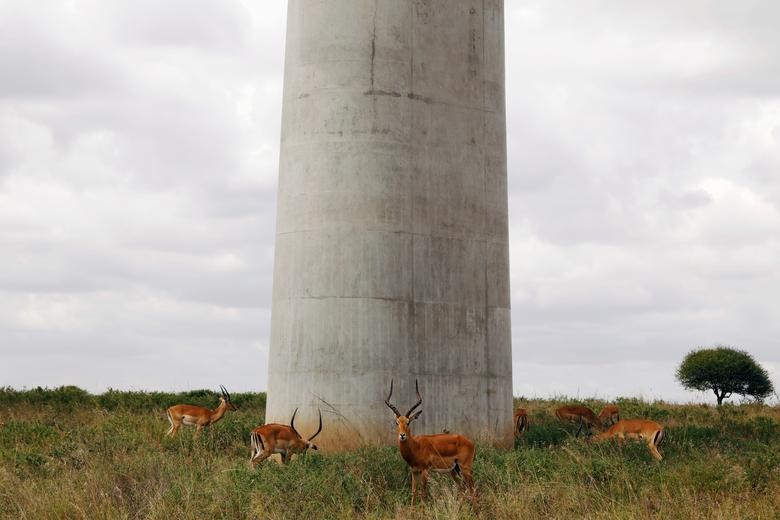 Antelopes graze under a bridge of the Standard Gauge Railway (SGR) line, inside the Nairobi National Park in Nairobi, Kenya. REUTERS/Baz Ratner